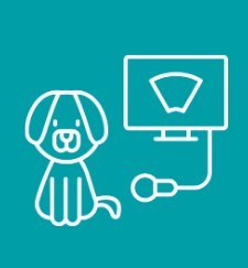 ВЕТЕРИНАРНІ УЗД АПАРАТИ